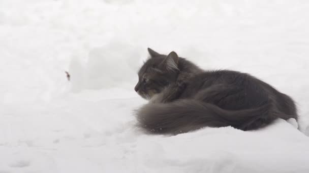 Кошка на снегу — стоковое видео