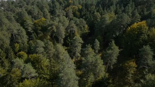 숲과 산업 영역 — 비디오