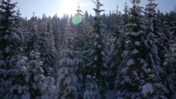 Spar bos in de winter — Stockvideo