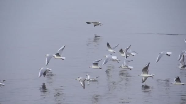 Gaviotas sobre el mar — Vídeo de stock