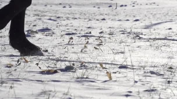 Paard lopen op besneeuwde veld — Stockvideo