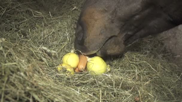 Pferd frisst Möhren und Äpfel — Stockvideo