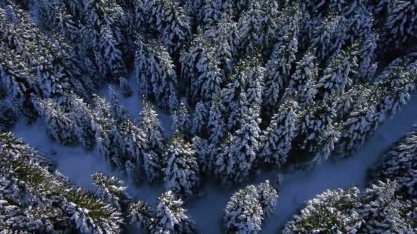 Foresta invernale — Video Stock