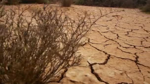 Torr sprucken jord under en torka — Stockvideo