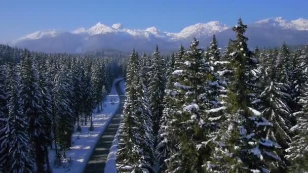 Bosque de invierno — Vídeos de Stock