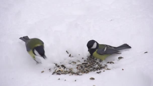 Utfodring vilda fåglar på vintern — Stockvideo