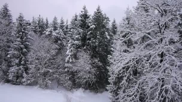 Caída de copos de nieve en el bosque — Vídeos de Stock