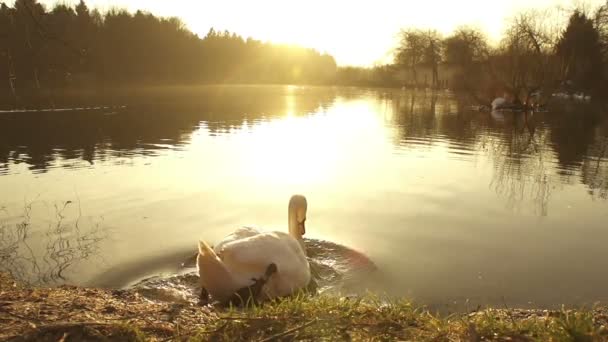 Cisne nadar en el lago — Vídeos de Stock