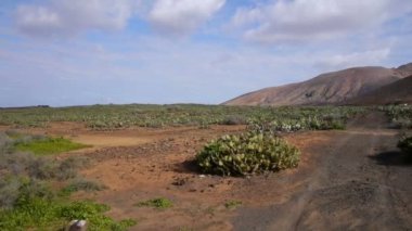 kaktüs plantation Vadisi