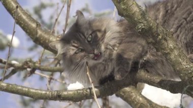 bir dal ısırma kedi