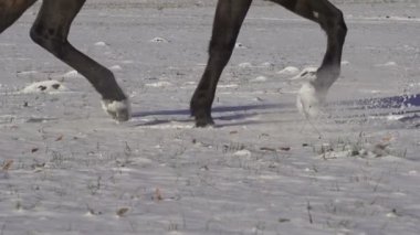 paça at