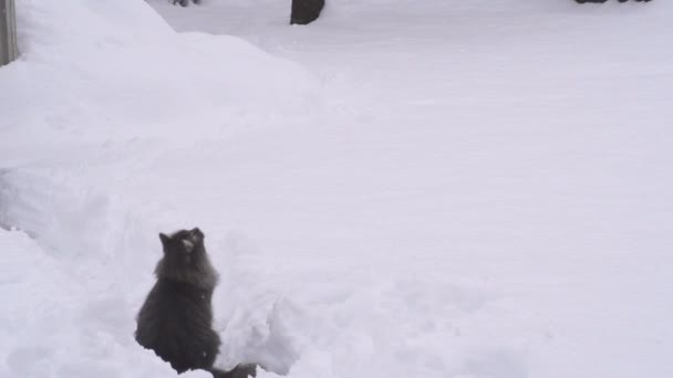 Gato captura bolas de nieve — Vídeos de Stock