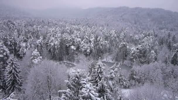 Bosque de invierno — Vídeo de stock