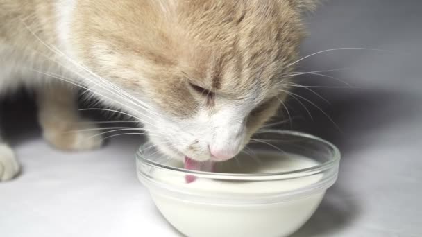 Katt konsumtionsmjölk — Stockvideo