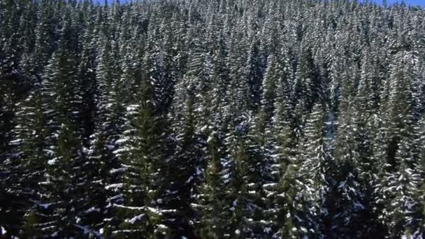 Bosque de invierno — Vídeos de Stock