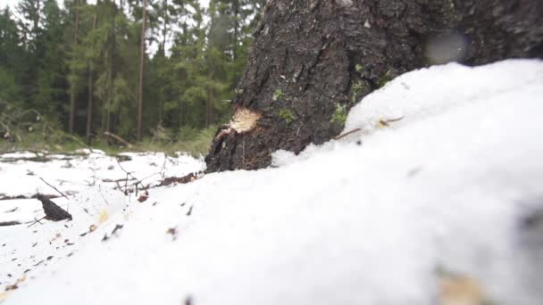 Tagliare un albero con un'ascia — Video Stock