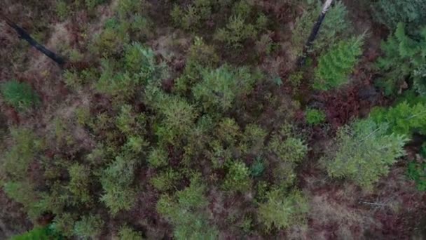 숲 위에 비행 — 비디오