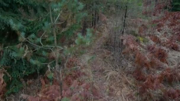 Vuelo sobre el sendero del bosque — Vídeo de stock