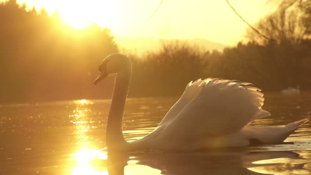 Cisne natación — Vídeos de Stock