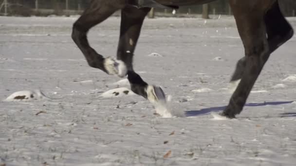 Скачки на лошадях — стоковое видео