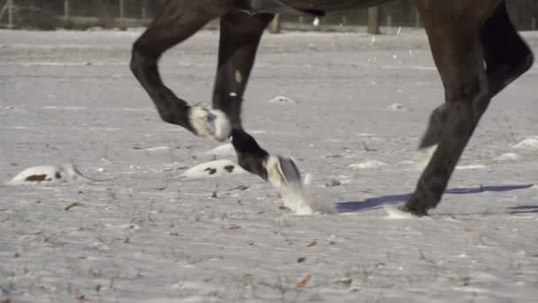 Galope de cavalo — Vídeo de Stock