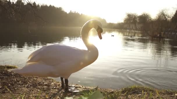 Swan cleaning his feathers — Stock Video