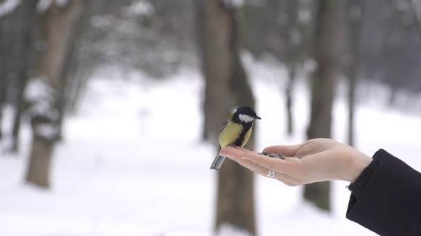 Mees vogels eten zaden uit een hand — Stockvideo