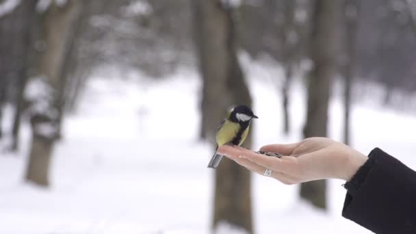 Meisen fressen Samen aus der Hand — Stockvideo