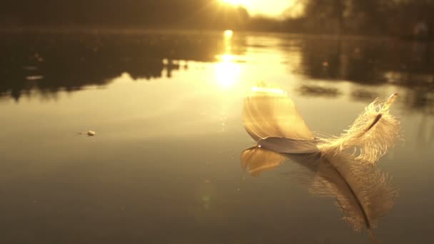 Pluma flotante — Vídeos de Stock