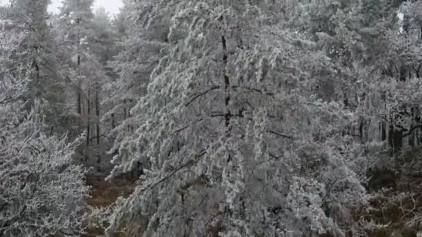 Bosque de invierno — Vídeos de Stock