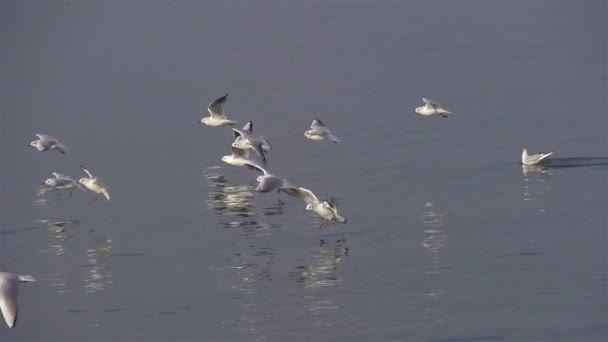 Gaviotas sobre el mar — Vídeo de stock