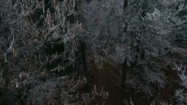 Зимний лес в сумерках — стоковое видео