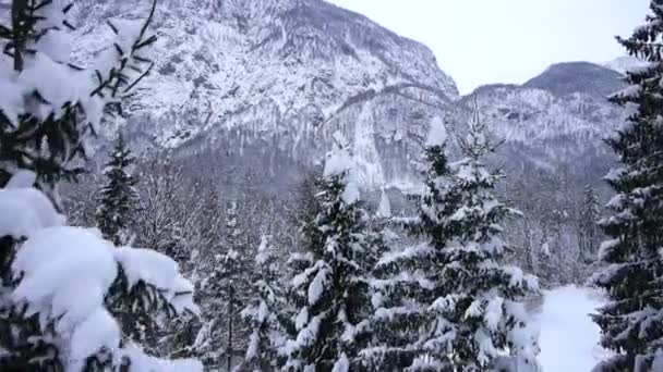 Natuur in de winter — Stockvideo