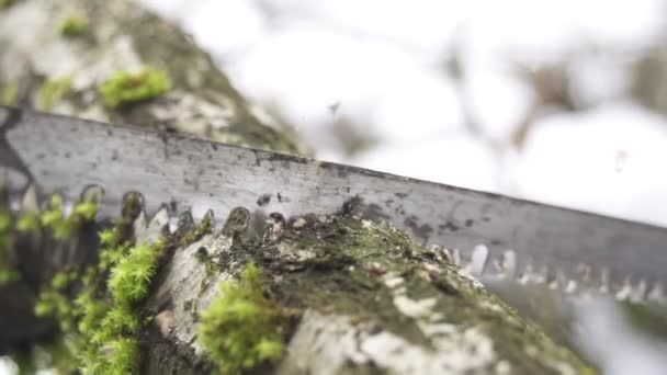 Cutting down tree with a saw — Stock Video