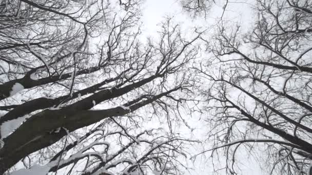 La caída de copos de nieve — Vídeos de Stock