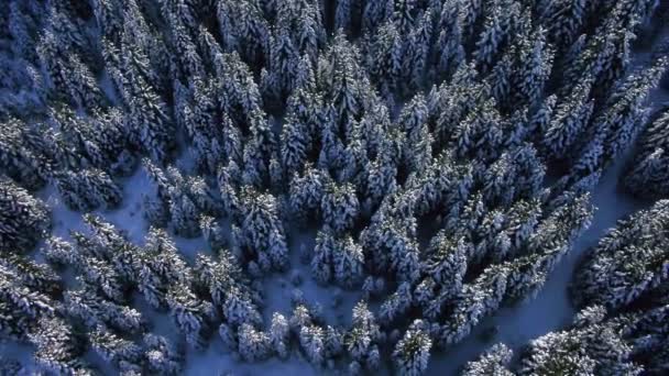 Floresta de abeto no inverno — Vídeo de Stock