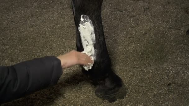 Lékařské ošetření pro koňské nohy — Stock video