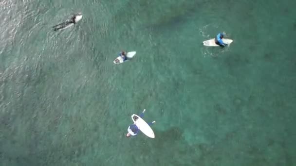 Surfers in het water — Stockvideo