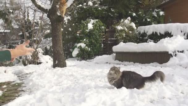 猫キャッチ雪だるま — ストック動画