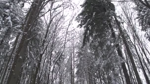 Młoda kobieta jazda konna w zimie — Wideo stockowe