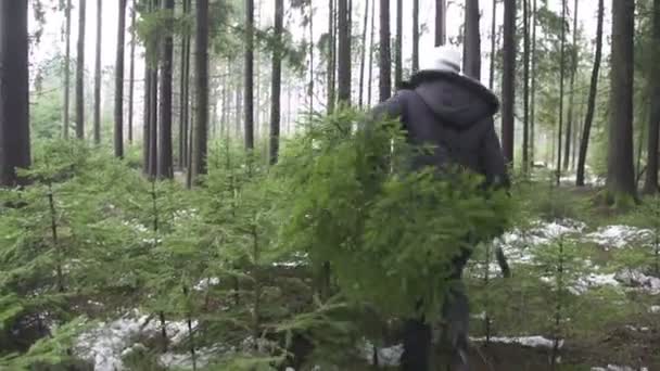 Woman carrying Christmas tree — Stock Video