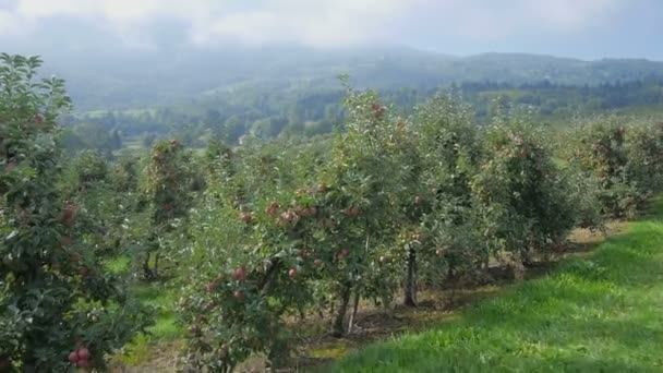 Orchard with netting — Stock Video