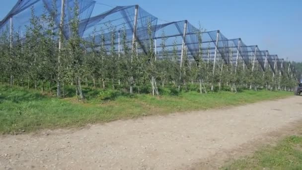 Obstgarten mit Netz — Stockvideo