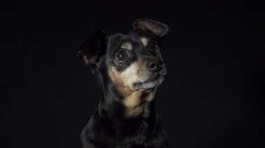 Minyatür pinscher.