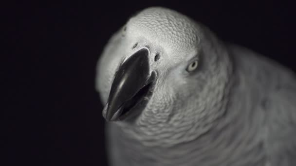 Grey parrot — Stock Video