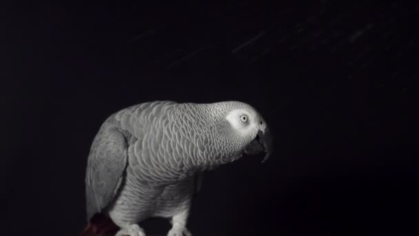 Papegaai schuddend zijn hoofd — Stockvideo