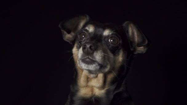 Pinscher miniature — Video