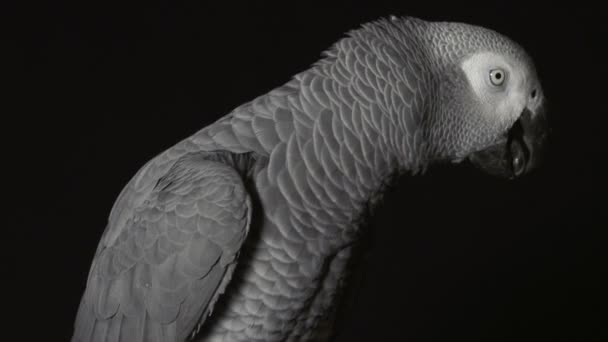 Parrot biting claw — Stock Video