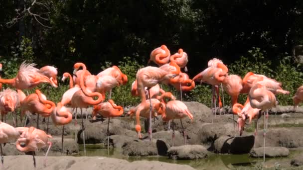 Roze flamingo 's — Stockvideo