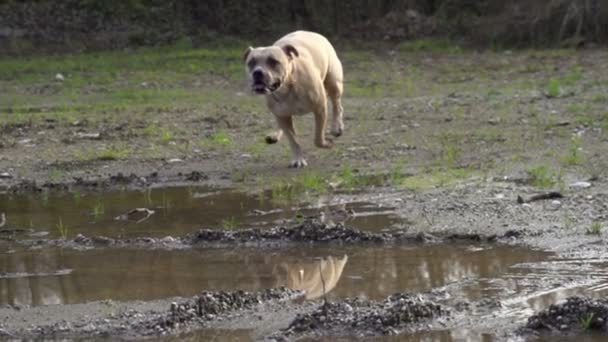Собака бежит по лужам — стоковое видео